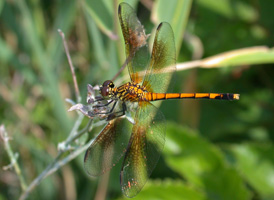 Seaside Dragonlet